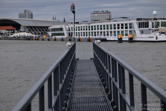 Seagulls_On_Dock_In_Amsterdam_Birds_Photography_Cityscape_Photography_Canon_EOS_R5_Mark_II_2026_001.JPG