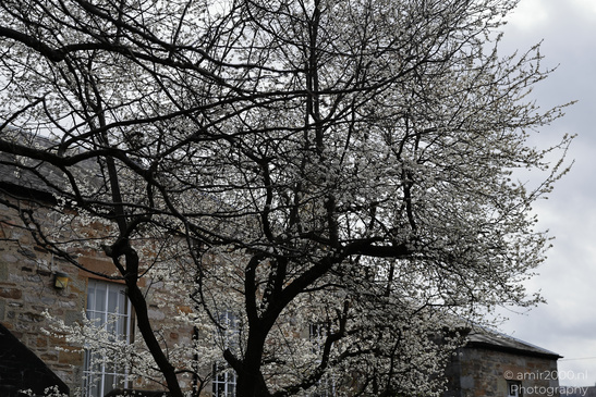 Town Pitlochry a blooming tree in front of a stone building with white flowers and dark branches. - image from year 2026 #008