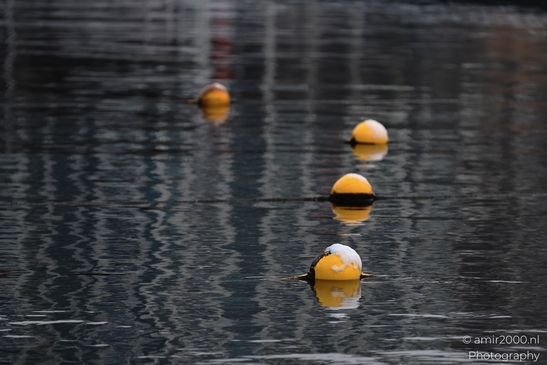 Yellow_Buoys_With_Snow_On_A_Calm_Canal_Amsterdam_Netherlands_Cityscape_Photography_Canon_EOS_R5_Mark_II_2026_002.JPG