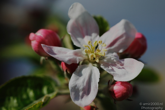 A close up of a white apple blossom with delicate petals and a yellow center. - image from year 2026 #001