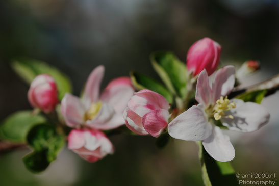Apple Blossom close up of delicate pink and white flowers with green leaves. - image from year 2026 #002