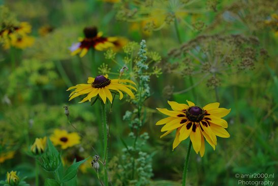 Black_Eyed_Susan_Details_Flower_Photography_Macro_Photography_Canon_EOS_R5_Mark_II_2026_001.JPG