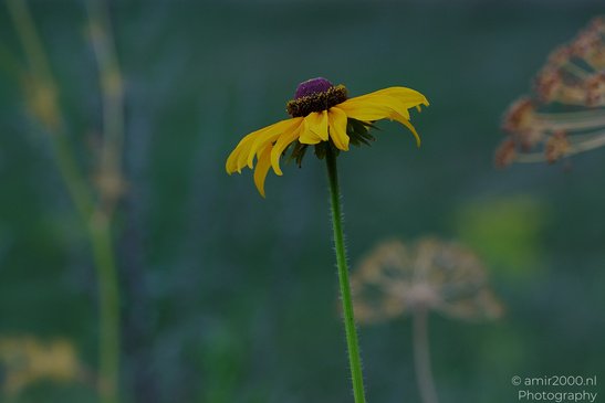 Black_Eyed_Susan_Details_Flower_Photography_Macro_Photography_Canon_EOS_R5_Mark_II_2026_002.JPG