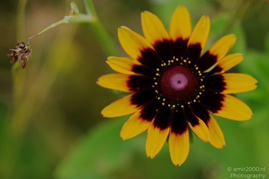 Black_Eyed_Susan_Details_Flower_Photography_Macro_Photography_Canon_EOS_R5_Mark_II_2026_003.JPG