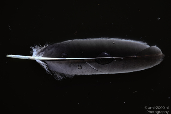 A close up of a black feather with a white tip and a small droplet. - image from year 2026 #001