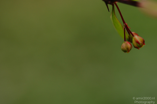 A close up of two small, greenish brown buds hanging from a thin stem with a leaf and part of - image from year 2026 #001
