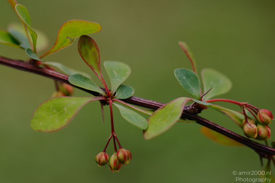 A close up of a branch with small green leaves and several unopened buds attached to it. - image from year 2026 #002