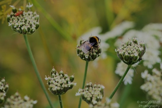 Bumblebee_On_Flower_Insect_Macro_Macro_Photography_Canon_EOS_R5_Mark_II_2026_001.JPG