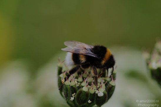 Bumblebee_On_Flower_Insect_Macro_Macro_Photography_Canon_EOS_R5_Mark_II_2026_002.JPG