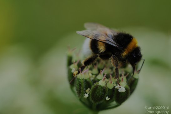 Bumblebee_On_Flower_Insect_Macro_Macro_Photography_Canon_EOS_R5_Mark_II_2026_003.JPG