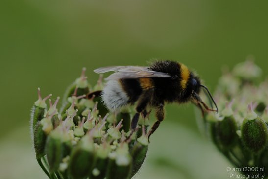 Bumblebee_On_Flower_Insect_Macro_Macro_Photography_Canon_EOS_R5_Mark_II_2026_004.JPG