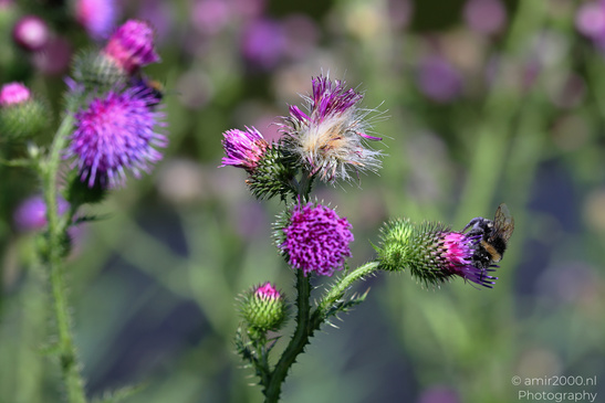 Bumblebee_On_Thistle_Insect_Macro_Macro_Photography_Canon_EOS_R5_Mark_II_2026_001.JPG