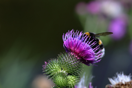 Bumblebee_On_Thistle_Insect_Macro_Macro_Photography_Canon_EOS_R5_Mark_II_2026_002.JPG