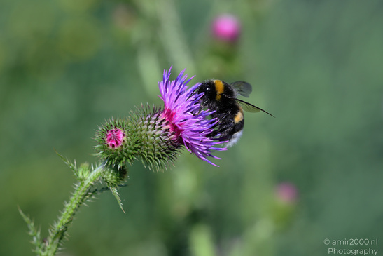 Bumblebee_On_Thistle_Insect_Macro_Macro_Photography_Canon_EOS_R5_Mark_II_2026_003.JPG