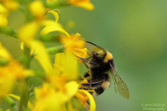 Bumblebee_On_Yellow_Crocosmia_Insect_Macro_Macro_Photography_Canon_EOS_R5_Mark_II_2026_001.JPG