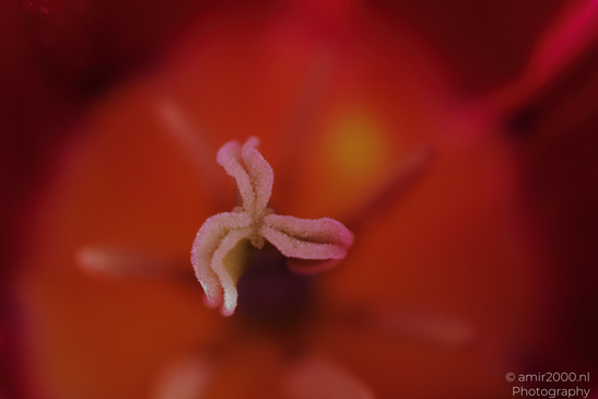 A close up of a flower with delicate, fuzzy petals and a blurred background featuring warm tones. - image from year 2026 #001