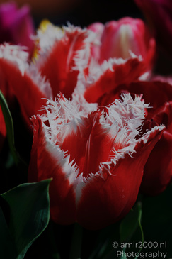 A close up of an orange tulip with white fringed edges and green leaves surrounding it. - image from year 2026 #002