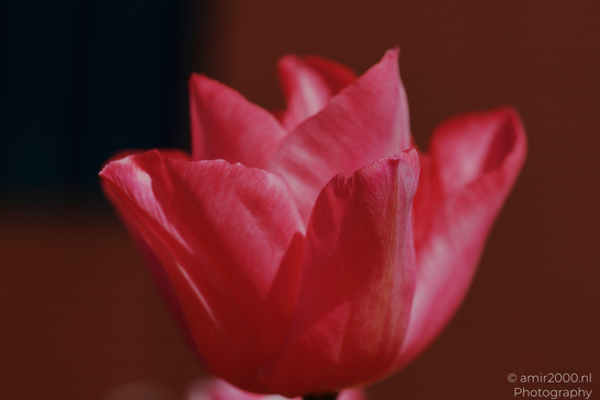 A close up of a pink tulip flower with soft petals and a blurred background. - image from year 2026 #003