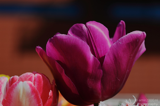 A close up of two tulips; one with dark purple petals and another with pinkish red petals, both - image from year 2026 #004