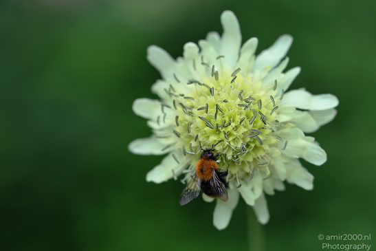 Common_Carder_Bee_On_Giant_Scabious_Flower_Photography_Macro_Photography_Canon_EOS_R5_Mark_II_2026_001.JPG