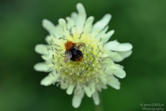 Common_Carder_Bee_On_Giant_Scabious_Flower_Photography_Macro_Photography_Canon_EOS_R5_Mark_II_2026_002.JPG