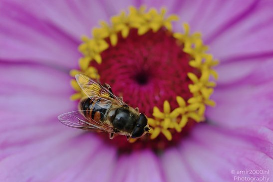 Common_Drone_Fly_On_Zinnia_Flower_Insect_Macro_Macro_Photography_Canon_EOS_R5_Mark_II_2026_001.JPG