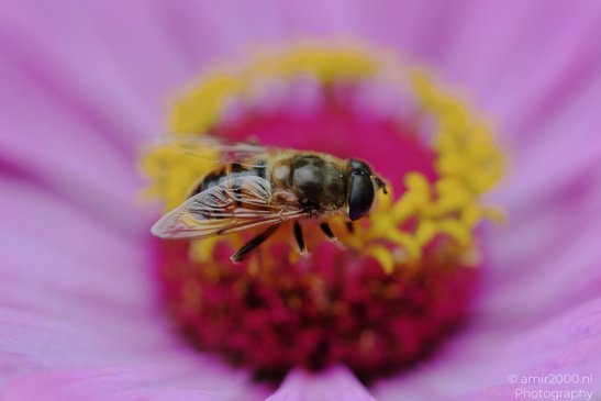 Common_Drone_Fly_On_Zinnia_Flower_Insect_Macro_Macro_Photography_Canon_EOS_R5_Mark_II_2026_002.JPG