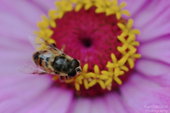 Common_Drone_Fly_On_Zinnia_Flower_Insect_Macro_Macro_Photography_Canon_EOS_R5_Mark_II_2026_003.JPG
