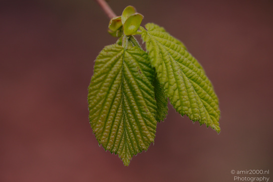 A close up of a young hazel leaf with a small bud at the top. - image from year 2026 #001