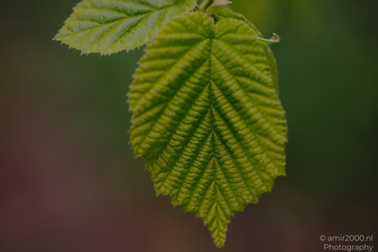 Common Hazel has close color detail and fine texture. - image from year 2026 #002