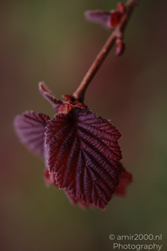 Common Hazel shows close color and fine surface texture. - image from year 2026 #003