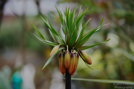 A close up of a Crown Imperial flower with elongated leaves and brownish petals. - image from year 2026 #001