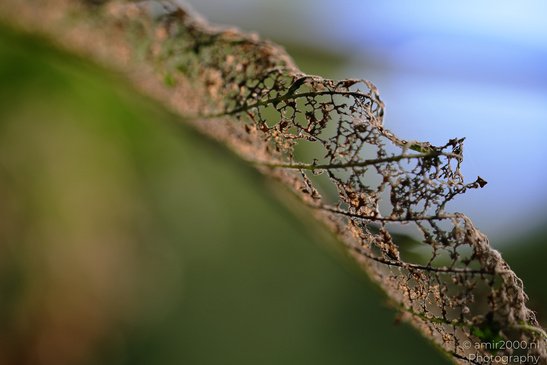 A damaged leaf with intricate patterns and a hint of blue sky. - image from year 2026 #001