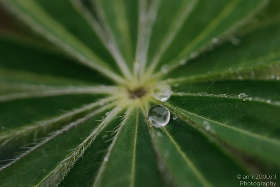 A close up of a green leaf with water droplets on its surface and fine hairs along the edges. - image from year 2026 #001