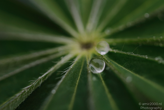 A close up photograph captures a single water droplet resting on the edge of a leaf, surrounded - image from year 2026 #002