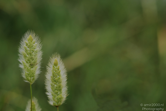 Dew_On_Fox_Grass_In_Ariel_Sharon_Park_Flora_Photography_Macro_Photography_Canon_EOS_R5_Mark_II_2026_001.JPG