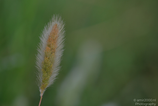 Dew_On_Fox_Grass_In_Ariel_Sharon_Park_Flora_Photography_Macro_Photography_Canon_EOS_R5_Mark_II_2026_002.JPG