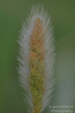Dew_On_Fox_Grass_In_Ariel_Sharon_Park_Flora_Photography_Macro_Photography_Canon_EOS_R5_Mark_II_2026_003.JPG