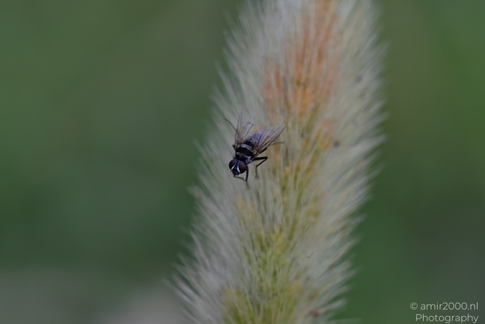 Dew_On_Fox_Grass_In_Ariel_Sharon_Park_Flora_Photography_Macro_Photography_Canon_EOS_R5_Mark_II_2026_004.JPG