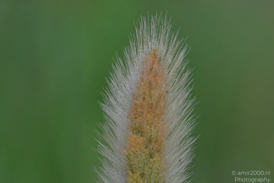 Dew_On_Fox_Grass_In_Ariel_Sharon_Park_Flora_Photography_Macro_Photography_Canon_EOS_R5_Mark_II_2026_005.JPG