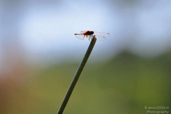 Dragonflies_Perched_Insect_Macro_Macro_Photography_Canon_EOS_R5_Mark_II_2026_001.JPG