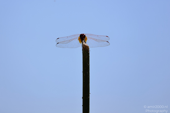 Dragonflies_Perched_Insect_Macro_Macro_Photography_Canon_EOS_R5_Mark_II_2026_002.JPG