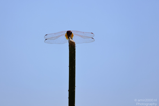 Dragonflies_Perched_Insect_Macro_Macro_Photography_Canon_EOS_R5_Mark_II_2026_003.JPG