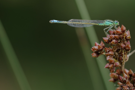 Dragonfly_On_Plant_Insect_Macro_Macro_Photography_Canon_EOS_R5_Mark_II_2026_001.JPG