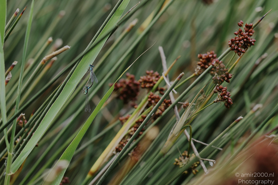 Dragonfly_On_Plant_Insect_Macro_Macro_Photography_Canon_EOS_R5_Mark_II_2026_002.JPG