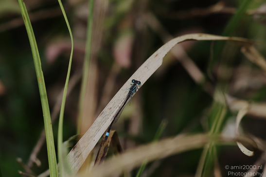 Dragonfly_On_Plant_Insect_Macro_Macro_Photography_Canon_EOS_R5_Mark_II_2026_003.JPG