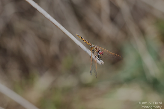 Dragonfly_Perched_On_Reed_Insect_Macro_Macro_Photography_Canon_EOS_R5_Mark_II_2026_001.JPG