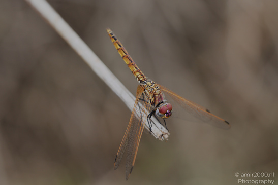 Dragonfly_Perched_On_Reed_Insect_Macro_Macro_Photography_Canon_EOS_R5_Mark_II_2026_003.JPG
