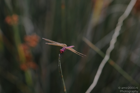 Dragonfly_Perched_On_Reed_Insect_Macro_Macro_Photography_Canon_EOS_R5_Mark_II_2026_004.JPG
