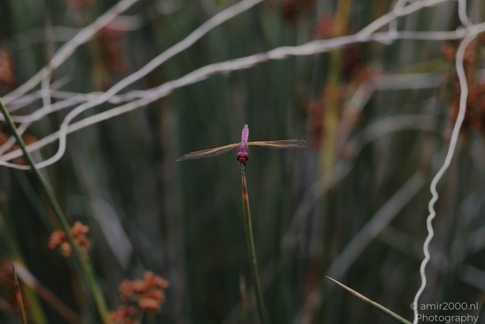 Dragonfly_Perched_On_Reed_Insect_Macro_Macro_Photography_Canon_EOS_R5_Mark_II_2026_005.JPG